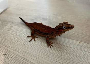 Gekon gargulcowy Red stripe blotch samica