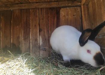 Młoda samica Kalifornijska