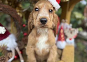 Śliczny piesek Cocker Spaniel Angielski Gold z rodowodowem