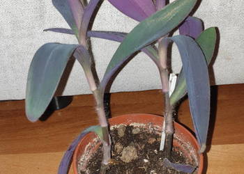 rzykrotka, setkrezja purpurowa, 2 sadzonki w doniczce, roślina rosnąca