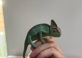 Kameleony Jemeńskie, młode 3 miesięczne