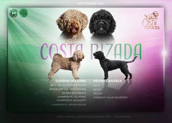 Hiszpański pies dowodny- szczeniaki