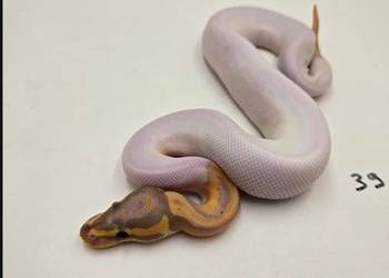 Python Królewski Banana pied