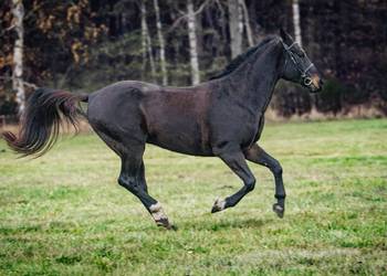 Klacz Wlkp ksiega główna