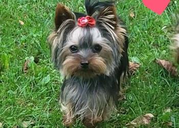 York,Yorkshire Terrier!Elitarne MICRO Cudeńka! XXS!Kraków