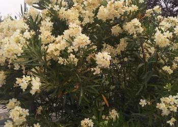 Oleander o ŻÓŁTYCH i ŁOSOSIOWYCH kwiatach