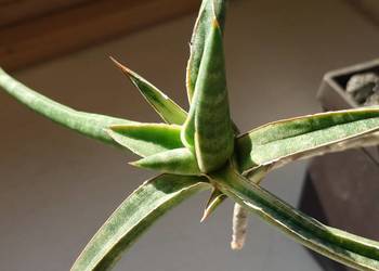 Sansevieria ballyi odrost z rozłogiem karłowata sansewieria Kenia kolekcja