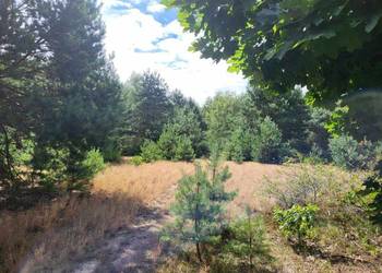 Atrakcyjna działka budowlana w otulinie lasu!