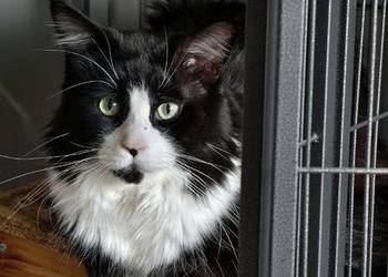 Maine Coon rodowód FPL do hodowli
