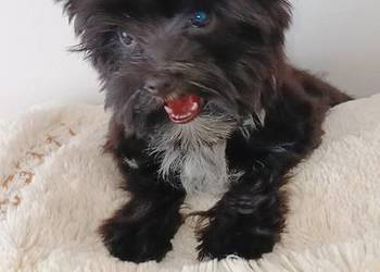 Czarny Yorkshire Terrier XXS