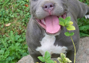 American Staffordshire Terrier - samiec Blue