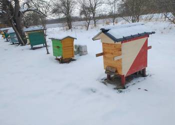 RODZINY Pszczele przezimowane ramko warszawskie serokie