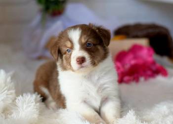 Border Collie szczenieta