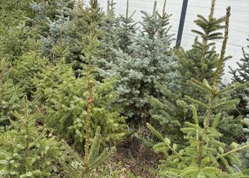 Drzewka iglaste - Choinki