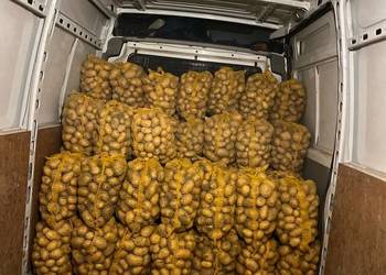 ziemniaki jadalne ziemniaki jadalne