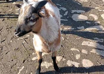 młody baran kameruński 5 m-cy jagnię jagnięcina/ sprzedam lub zamienię