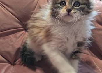 Maine Coon MCO