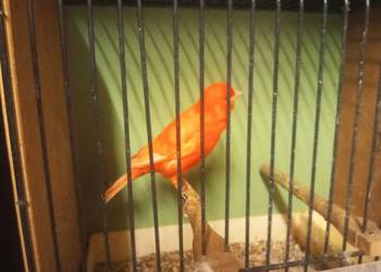 Sprzedam kanarka samca