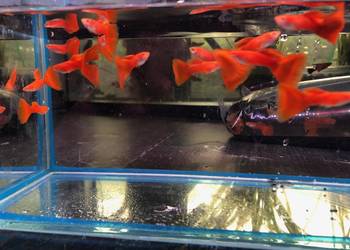 Gubik Full Red Albino