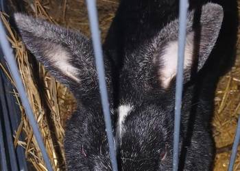 Króliczka miniaturka