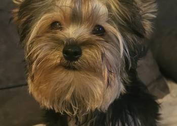 York, Yorkshire Terrier