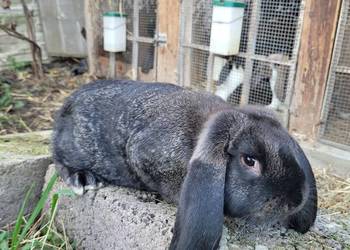 Kroliki barany francuskie