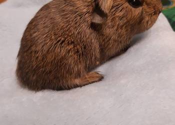 Świnka morska samiec