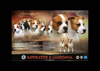 American Staffordshire Terrier szczenięta