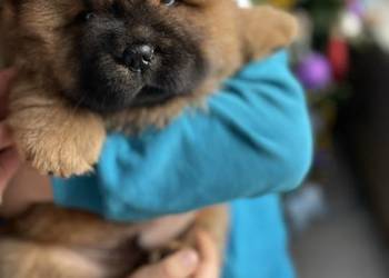 Chow chow FCI ZKwP