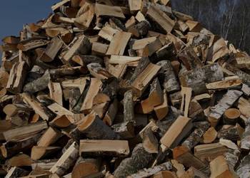 Drzewo brzoza dąb łupany