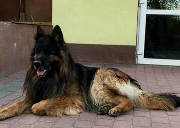 Owczarek niemiecki długowłosy 3.5 roczny pies i inne
