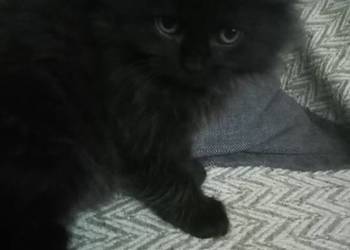 Sprzedam koty perskie