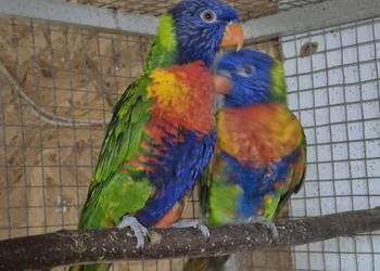 Lorysy Tęczowe para