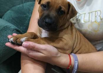 amstaff