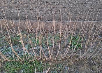 Porzeczka sadzonka sztobty liscie Czarna czerwona