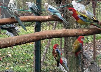 Rozelle Białolice 2025