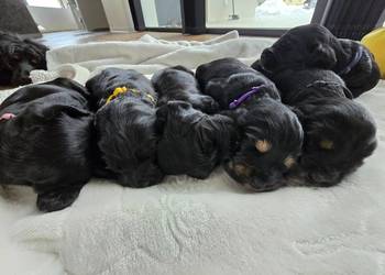 Cocker Spaniel Angielski