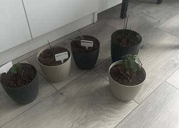 Kwiaty. Cena 8 zł za sztukę.