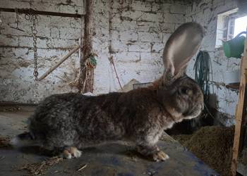 Samiec Belgijski BOS