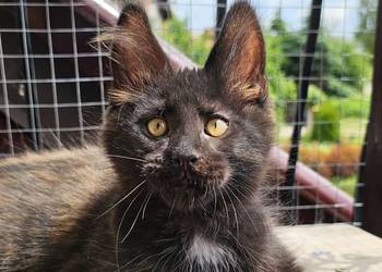 Towarzyski Maine Coon - FPL