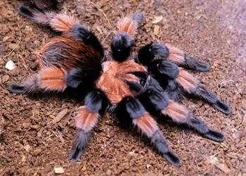 Brachypelma Emilia 4DC samica ptasznik pająk