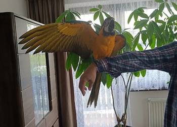 Ary - ręcznie karmione