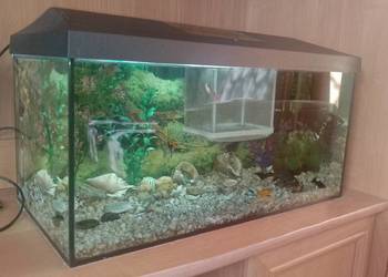 Akwarium aquael 55 litra+Rybki