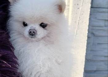 Szpic Miniaturowy Pomeranian