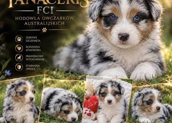 Owczarek Australijski typ amerykański ZKwP FCI