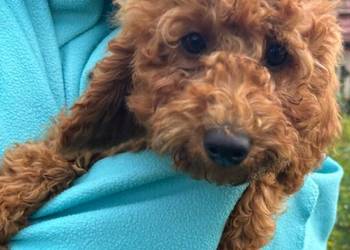 Samiec labradoodle mini f2 apricot
