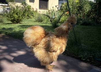 Ruda kurka silka