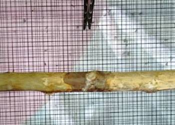 Sprzedam dwie samice górskie z 24r