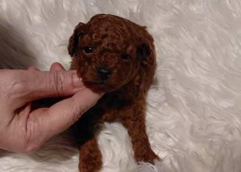 Pudel toy - piesek red brown