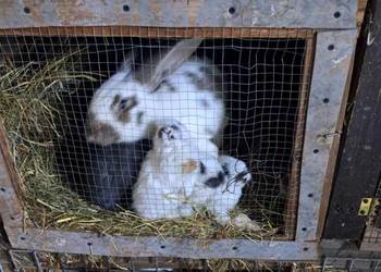 Samica z młodymi króliki polecam